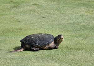 Read more about the article Slow play? A snapping turtle invades the IHSAA girls golf regionals near Lafayette