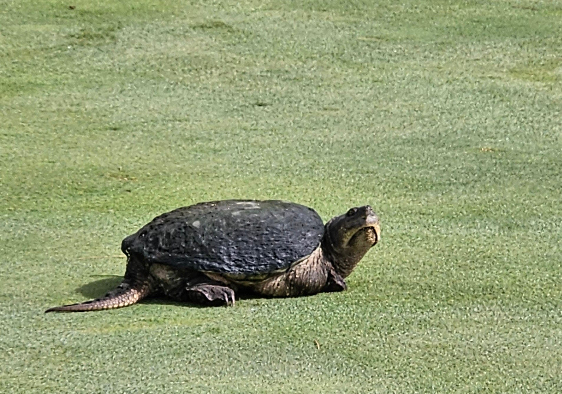 You are currently viewing Slow play? A snapping turtle invades the IHSAA girls golf regionals near Lafayette