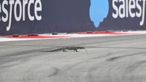 Read more about the article ‘It looks like a dragon!’ F1 practice in Singapore halted after lizard runs onto track