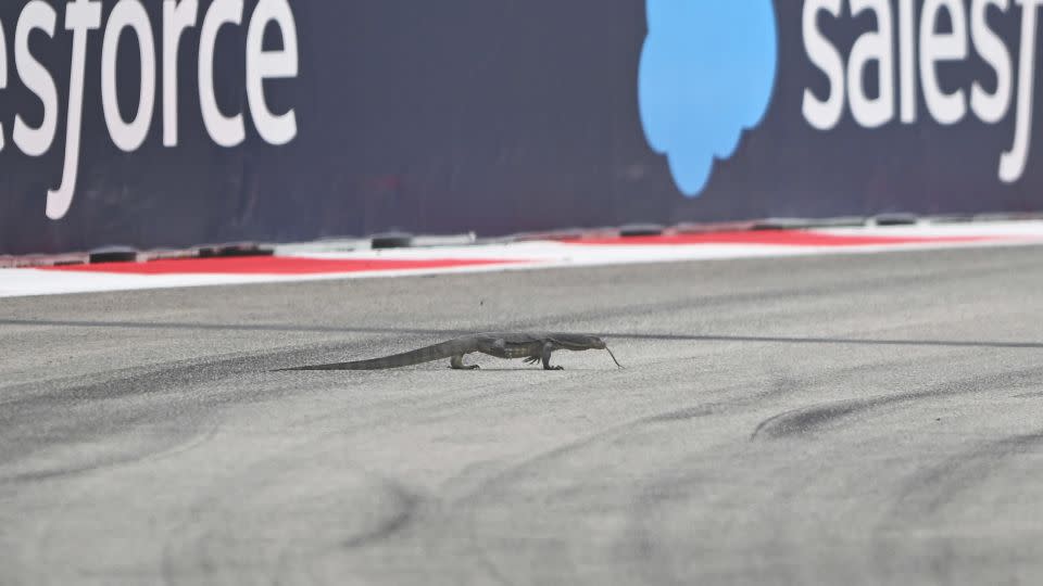 You are currently viewing ‘It looks like a dragon!’ F1 practice in Singapore halted after lizard runs onto track