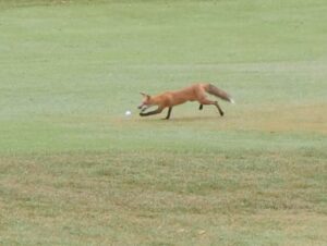 Read more about the article Who’s stealing golf balls from this Missouri golf course? This bandit, who even the police are laughing about