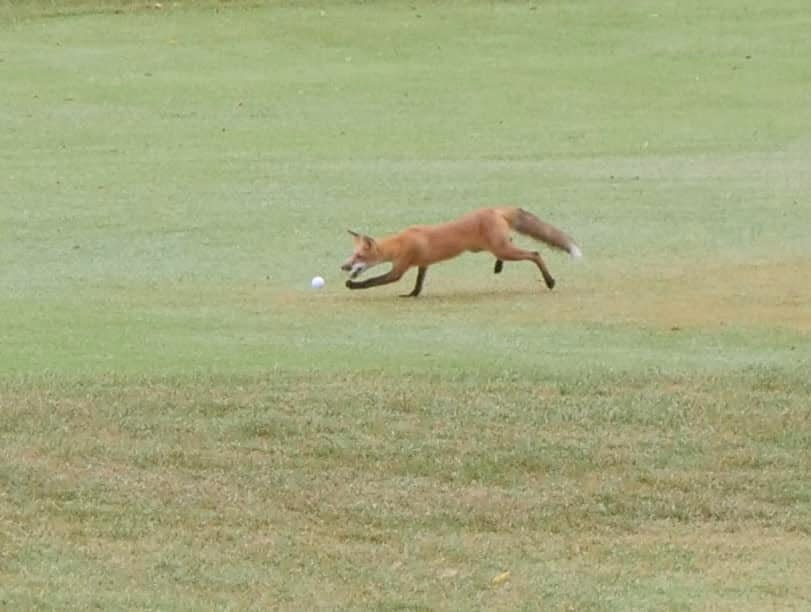 You are currently viewing Who’s stealing golf balls from this Missouri golf course? This bandit, who even the police are laughing about