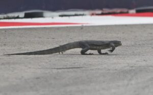 Read more about the article Watch: Lizard on track delays practice at Singapore Grand Prix