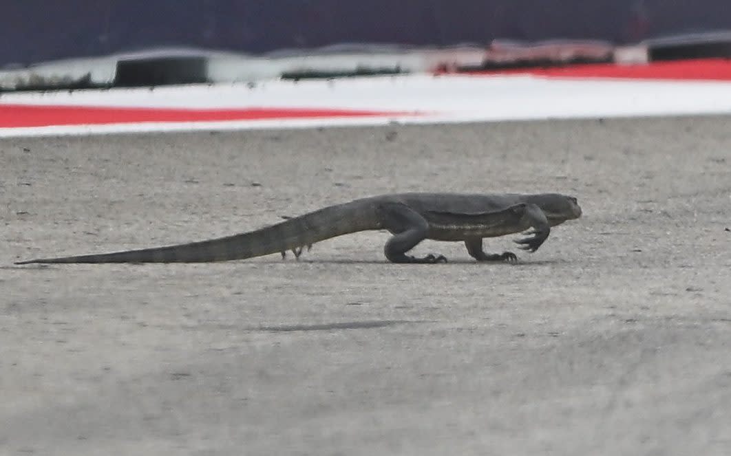 You are currently viewing Watch: Lizard on track delays practice at Singapore Grand Prix