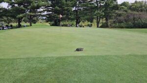 Read more about the article Snapping turtle invades IHSAA regional girls golf championships at Battle Ground