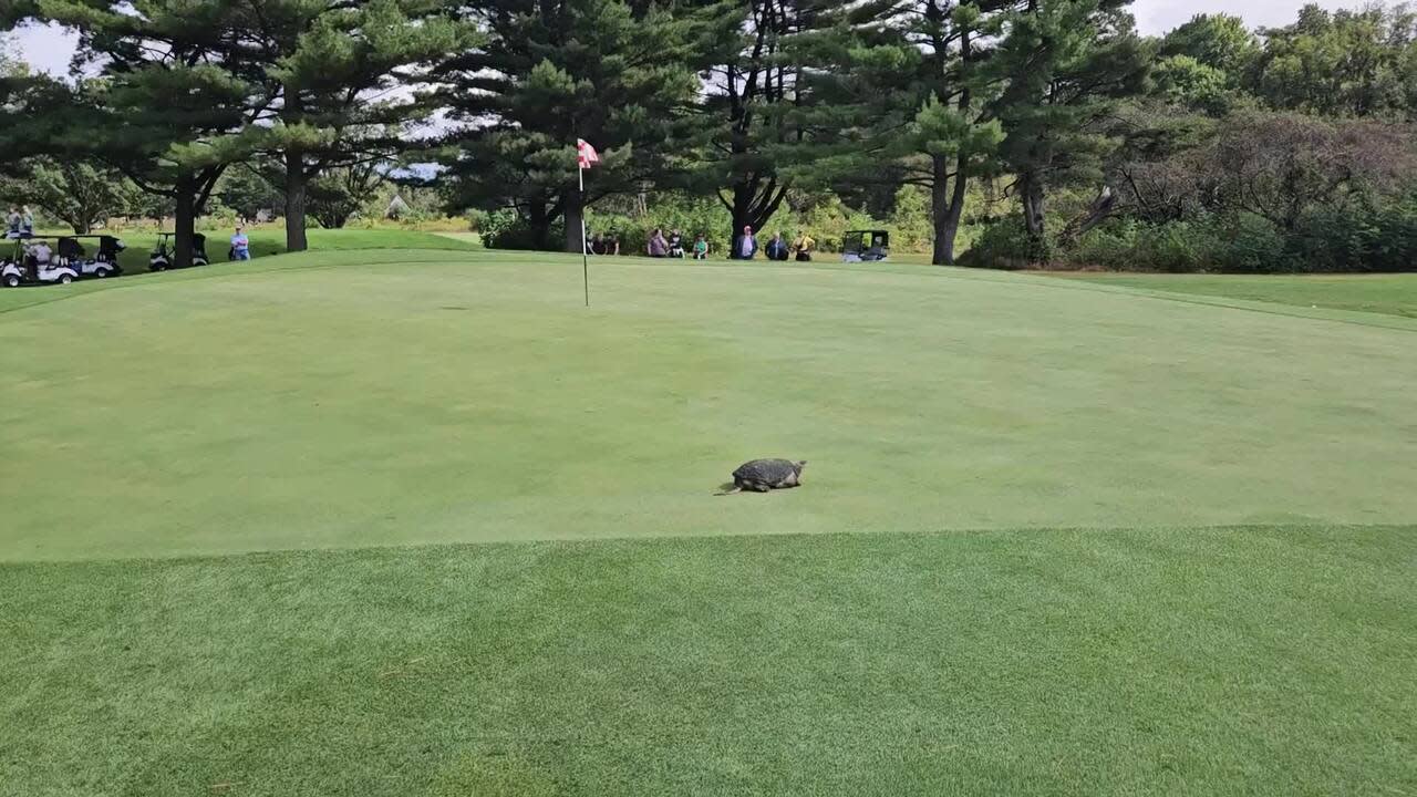 You are currently viewing Snapping turtle invades IHSAA regional girls golf championships at Battle Ground