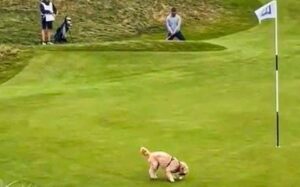 Read more about the article Watch: Dog steals Gareth Bale’s golf ball after near-perfect chip