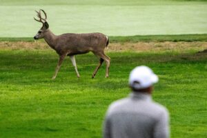 Read more about the article Third-round tee times, how to watch the 2025 AT&T Pebble Beach Pro-Am